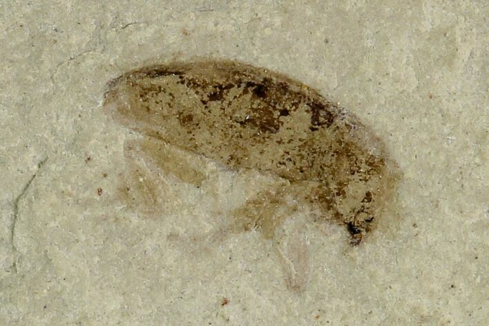 Fossil Weevil (Snout Beetle) - Green River Formation, Utah #101624